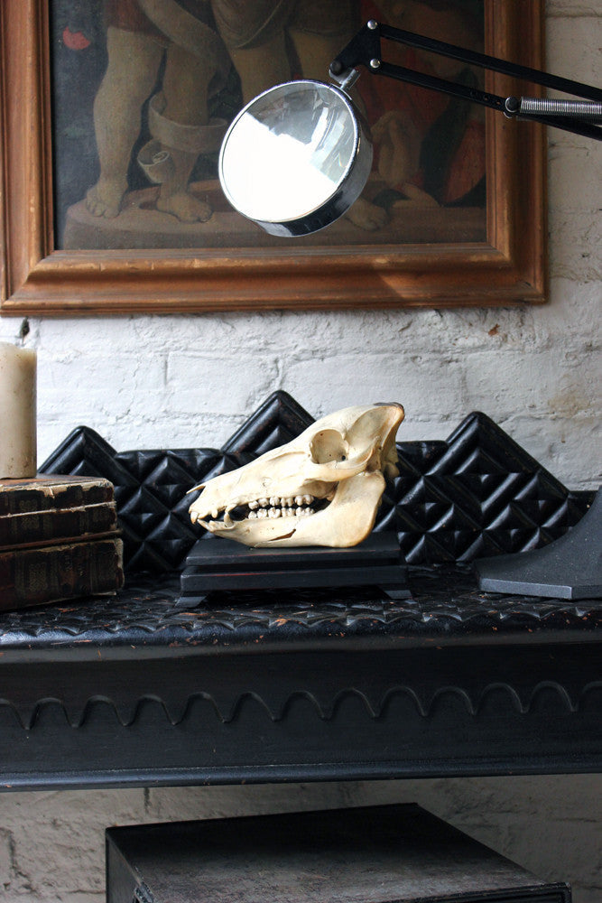 A Good Early 20thC Dutch Zoology Department Northern Sumatran Pig Skull