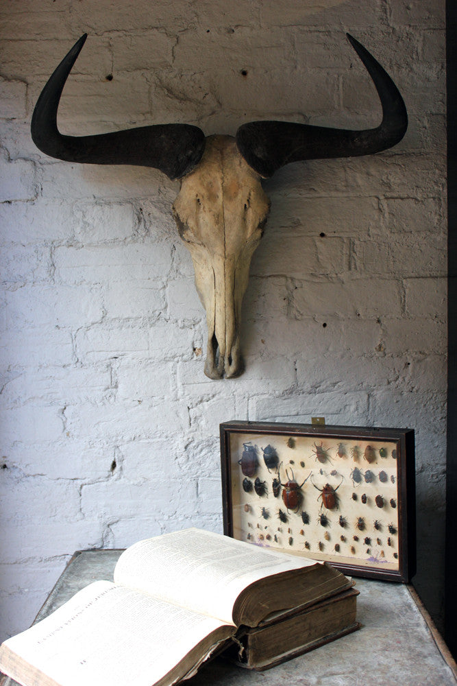 A Good Early 20thC Taxidermy Water Buffalo Skull & Horns
