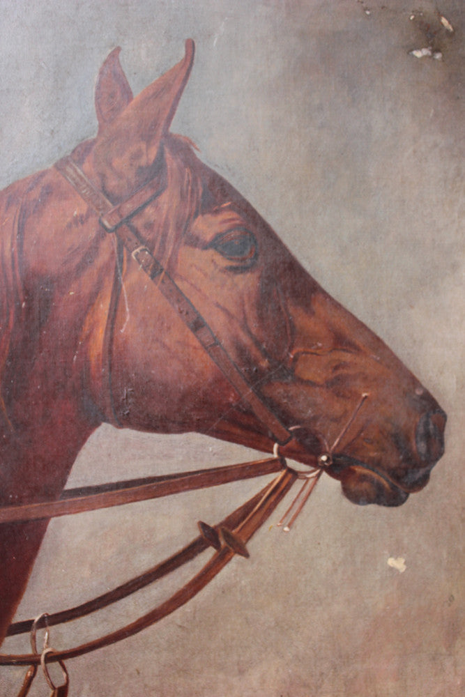 A Good Oil on Canvas Study of a Horse's Head, Dated 1912