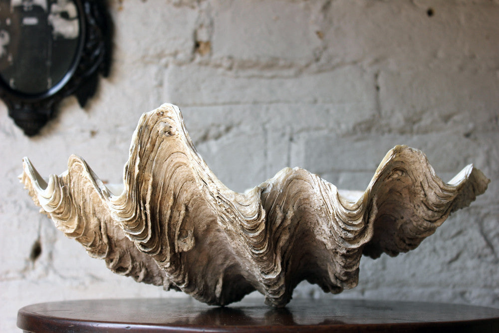A Fine Natural History Specimen of a Giant Clam Shell