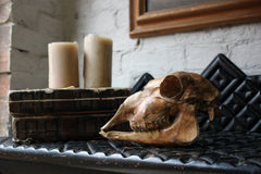 A Decorative Early 20thC Alpaca Skull