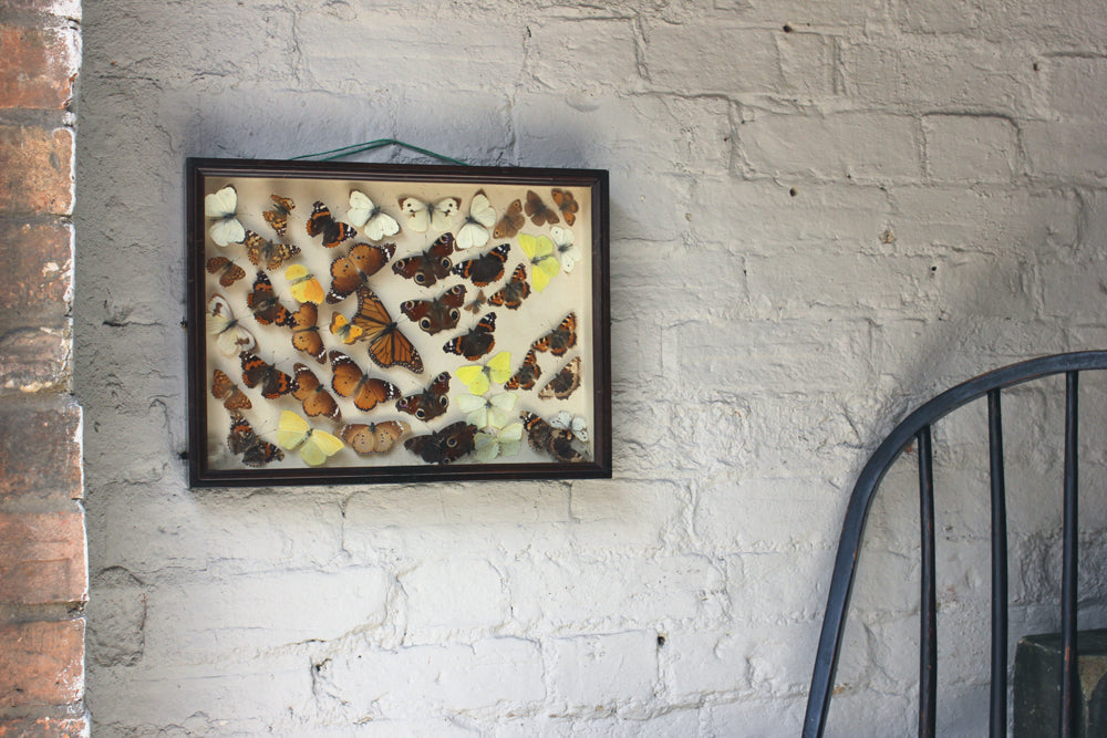 A Beautiful c.1900 Mahogany Cased Lepidopterists' Collection