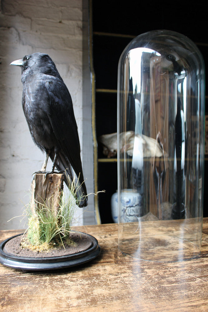 A Fine Quality Contemporary Taxidermy Crow on Ebonised Plinth