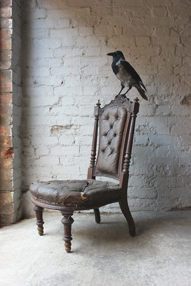 A Fine Contemporary Taxidermy Hooded Crow on a Victorian c.1880 Chair