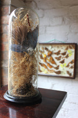 A Fine Victorian Taxidermy Bluebird Under a Circular Glass Dome