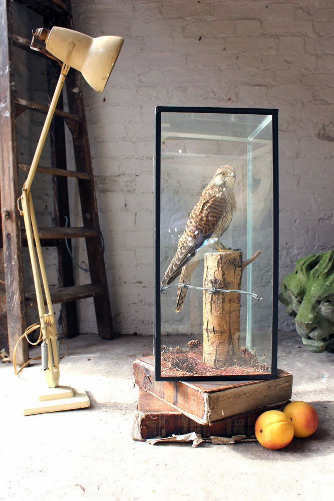 A Fine c.1940 Taxidermy Kestrel in a Glazed Case