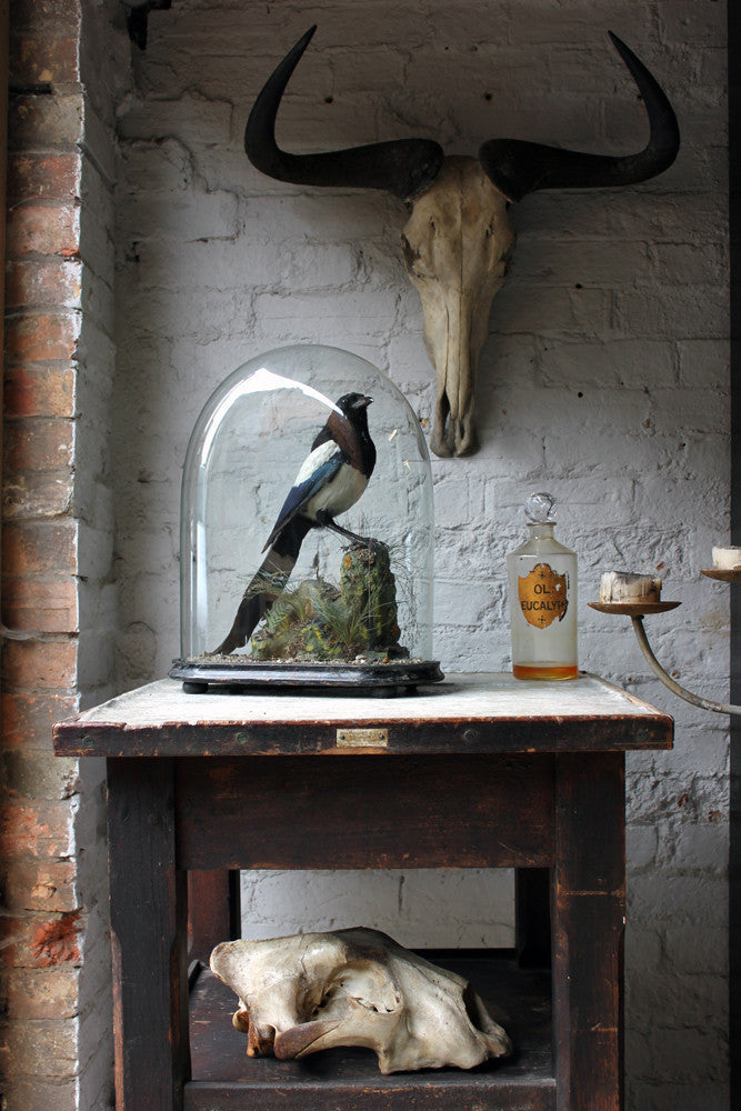 A Good Quality c.1940 Dome Cased Taxidermy Magpie on Ebonised Plinth