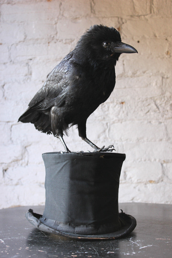 A Good Contemporary Taxidermy Crow Mounted on an Edwardian Period Top Hat