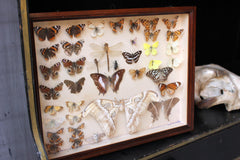 A Good c.1940s Framed Entomology Collection