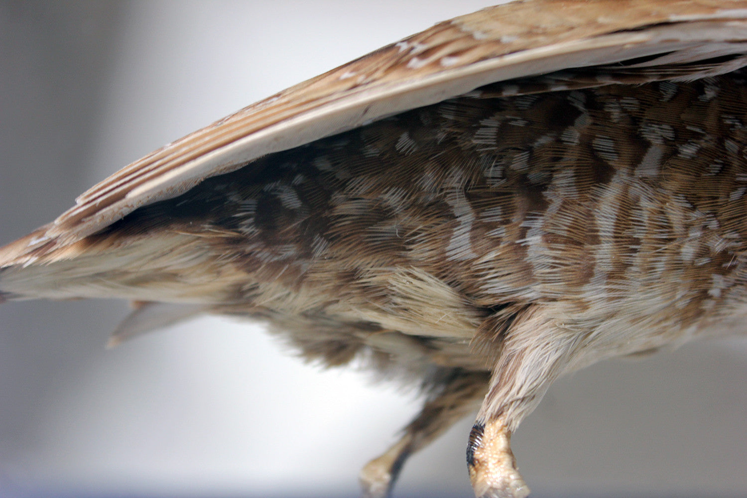A Fine Museum Cased Taxidermy Spotted Crake c.1865-85, attributed to Robert Duncan of Newcastle Upon Tyne