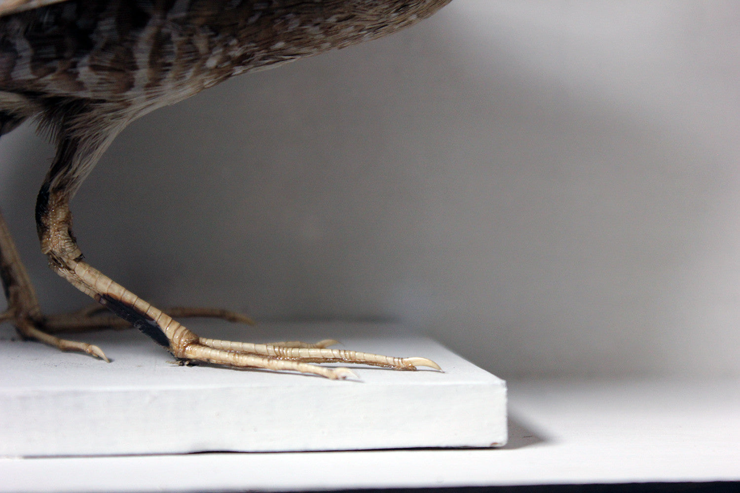 A Fine Museum Cased Taxidermy Spotted Crake c.1865-85, attributed to Robert Duncan of Newcastle Upon Tyne