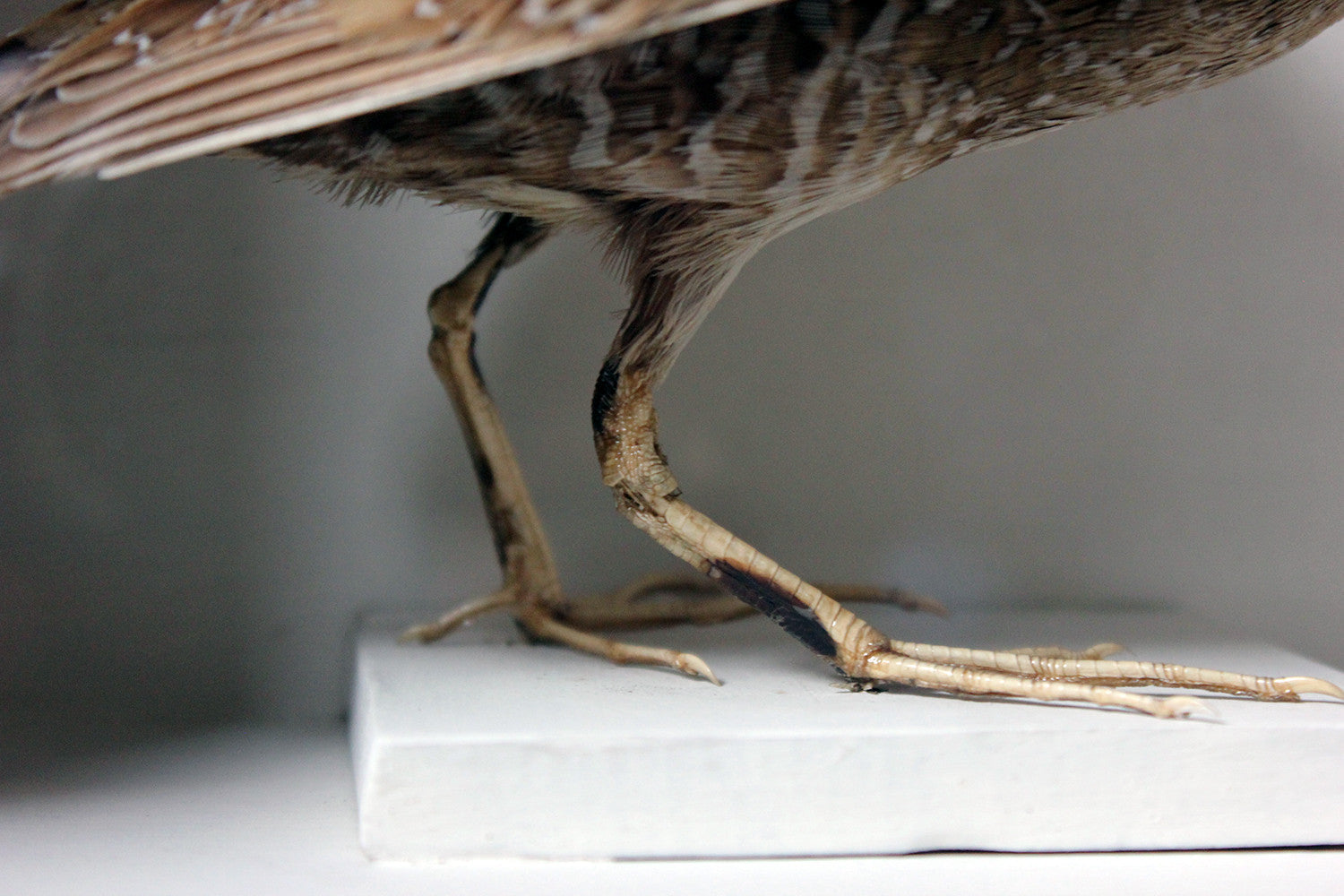 A Fine Museum Cased Taxidermy Spotted Crake c.1865-85, attributed to Robert Duncan of Newcastle Upon Tyne