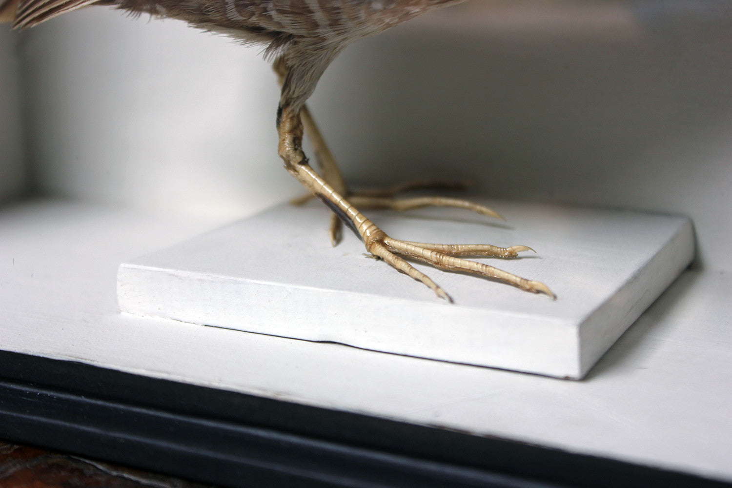 A Fine Museum Cased Taxidermy Spotted Crake c.1865-85, attributed to Robert Duncan of Newcastle Upon Tyne