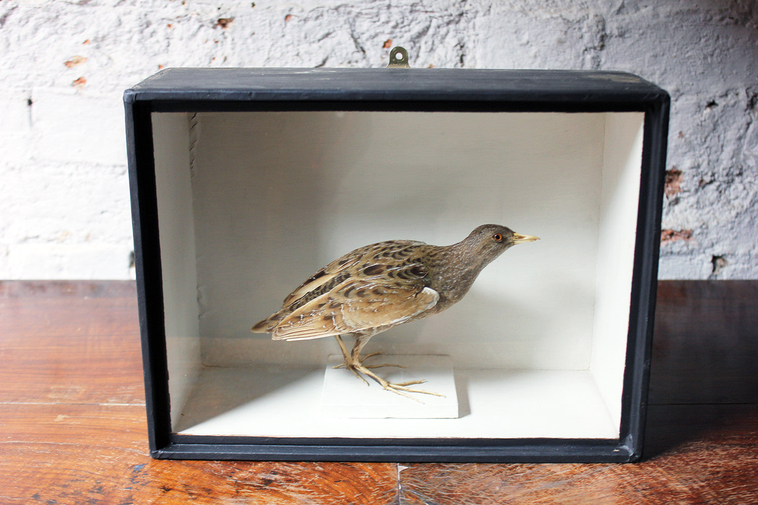 A Fine Museum Cased Taxidermy Spotted Crake c.1865-85, attributed to Robert Duncan of Newcastle Upon Tyne