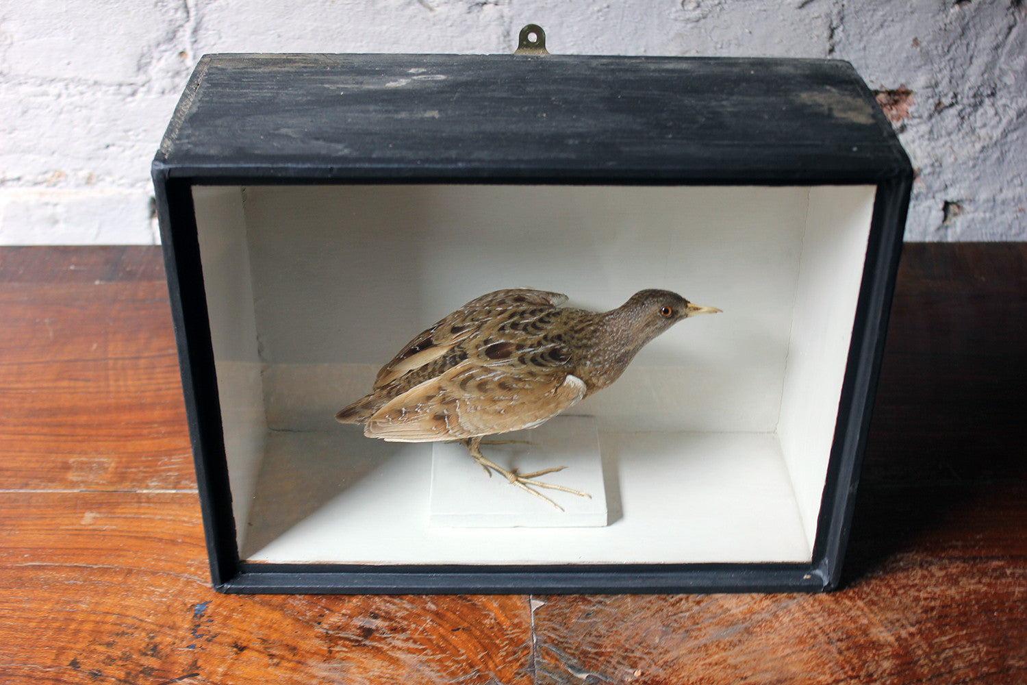 A Fine Museum Cased Taxidermy Spotted Crake c.1865-85, attributed to Robert Duncan of Newcastle Upon Tyne