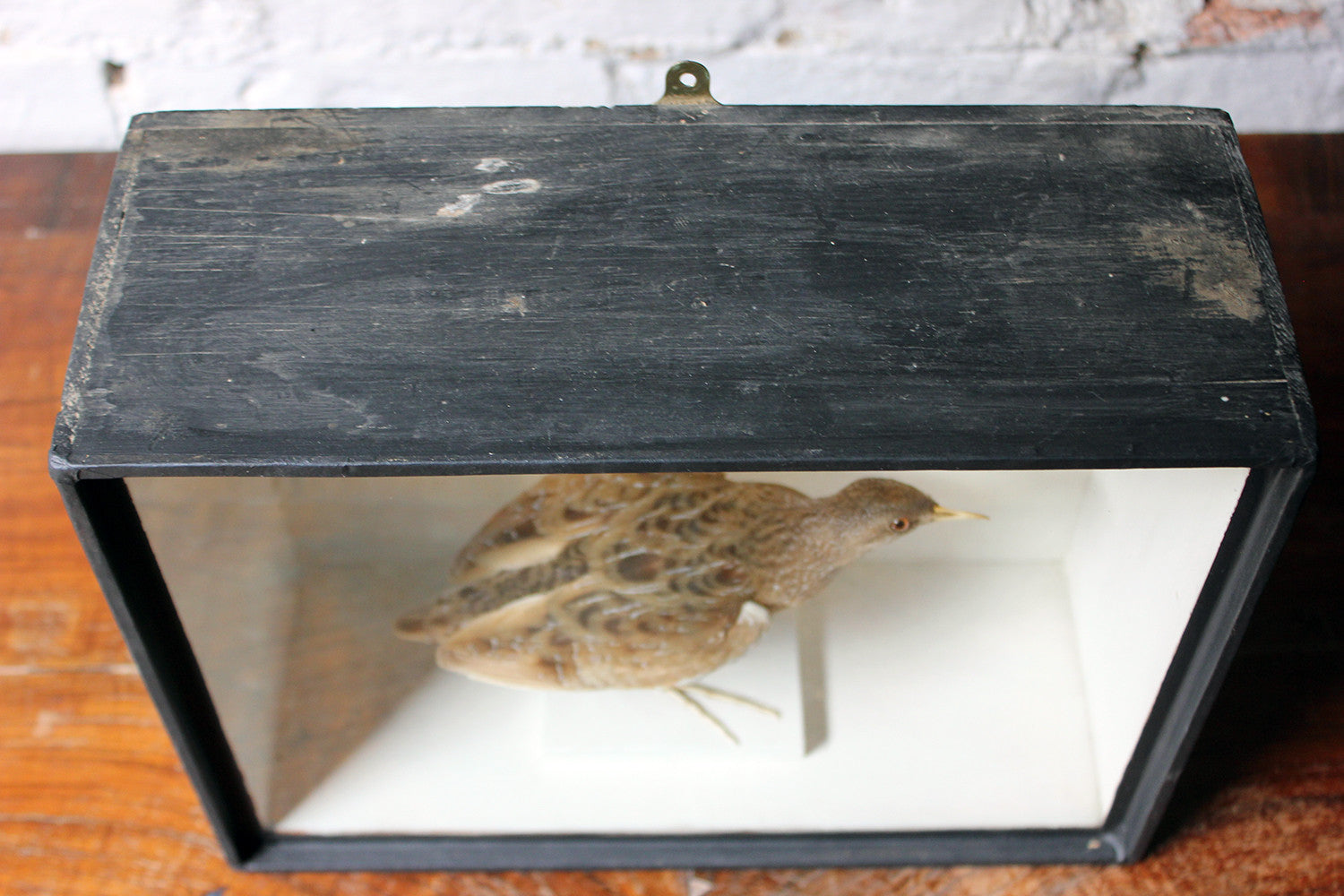 A Fine Museum Cased Taxidermy Spotted Crake c.1865-85, attributed to Robert Duncan of Newcastle Upon Tyne