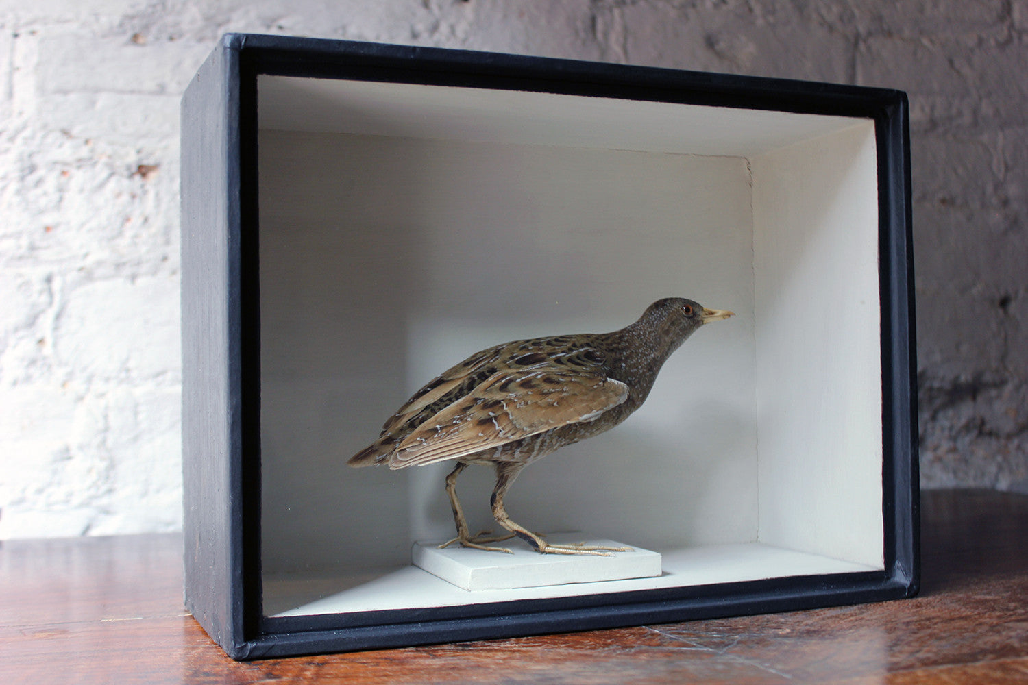 A Fine Museum Cased Taxidermy Spotted Crake c.1865-85, attributed to Robert Duncan of Newcastle Upon Tyne