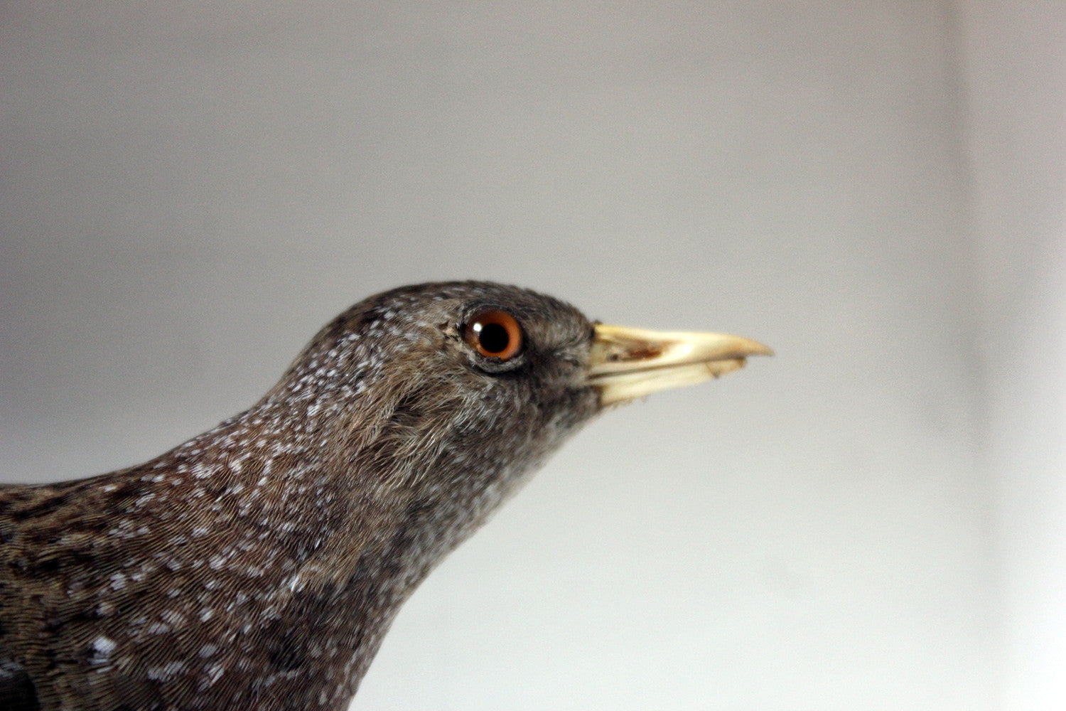 A Fine Museum Cased Taxidermy Spotted Crake c.1865-85, attributed to Robert Duncan of Newcastle Upon Tyne