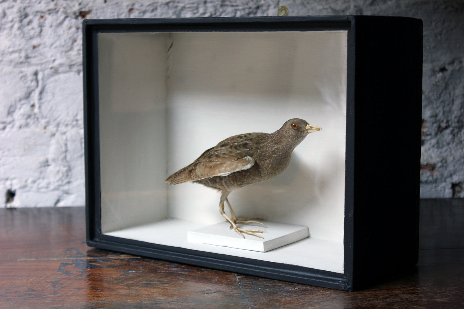 A Fine Museum Cased Taxidermy Spotted Crake c.1865-85, attributed to Robert Duncan of Newcastle Upon Tyne