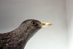 A Fine Museum Cased Taxidermy Spotted Crake c.1865-85, attributed to Robert Duncan of Newcastle Upon Tyne