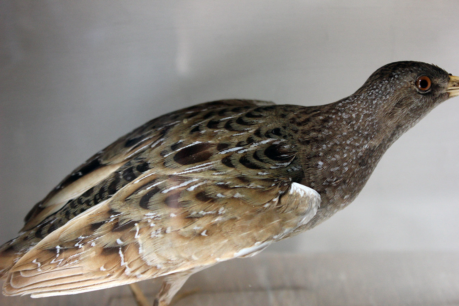 A Fine Museum Cased Taxidermy Spotted Crake c.1865-85, attributed to Robert Duncan of Newcastle Upon Tyne