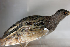 A Fine Museum Cased Taxidermy Spotted Crake c.1865-85, attributed to Robert Duncan of Newcastle Upon Tyne
