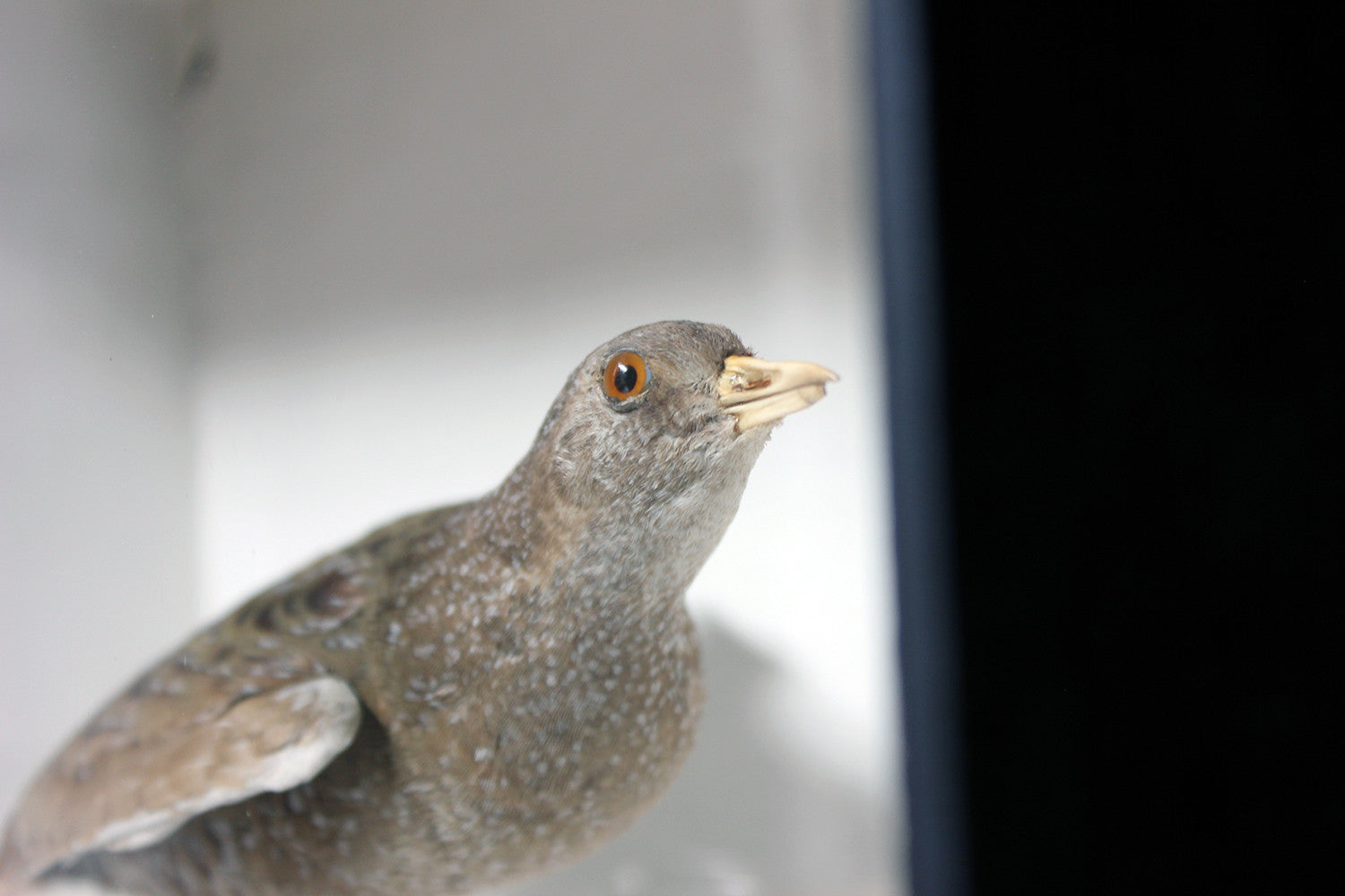A Fine Museum Cased Taxidermy Spotted Crake c.1865-85, attributed to Robert Duncan of Newcastle Upon Tyne