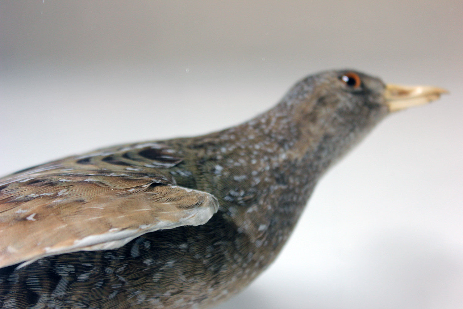 A Fine Museum Cased Taxidermy Spotted Crake c.1865-85, attributed to Robert Duncan of Newcastle Upon Tyne