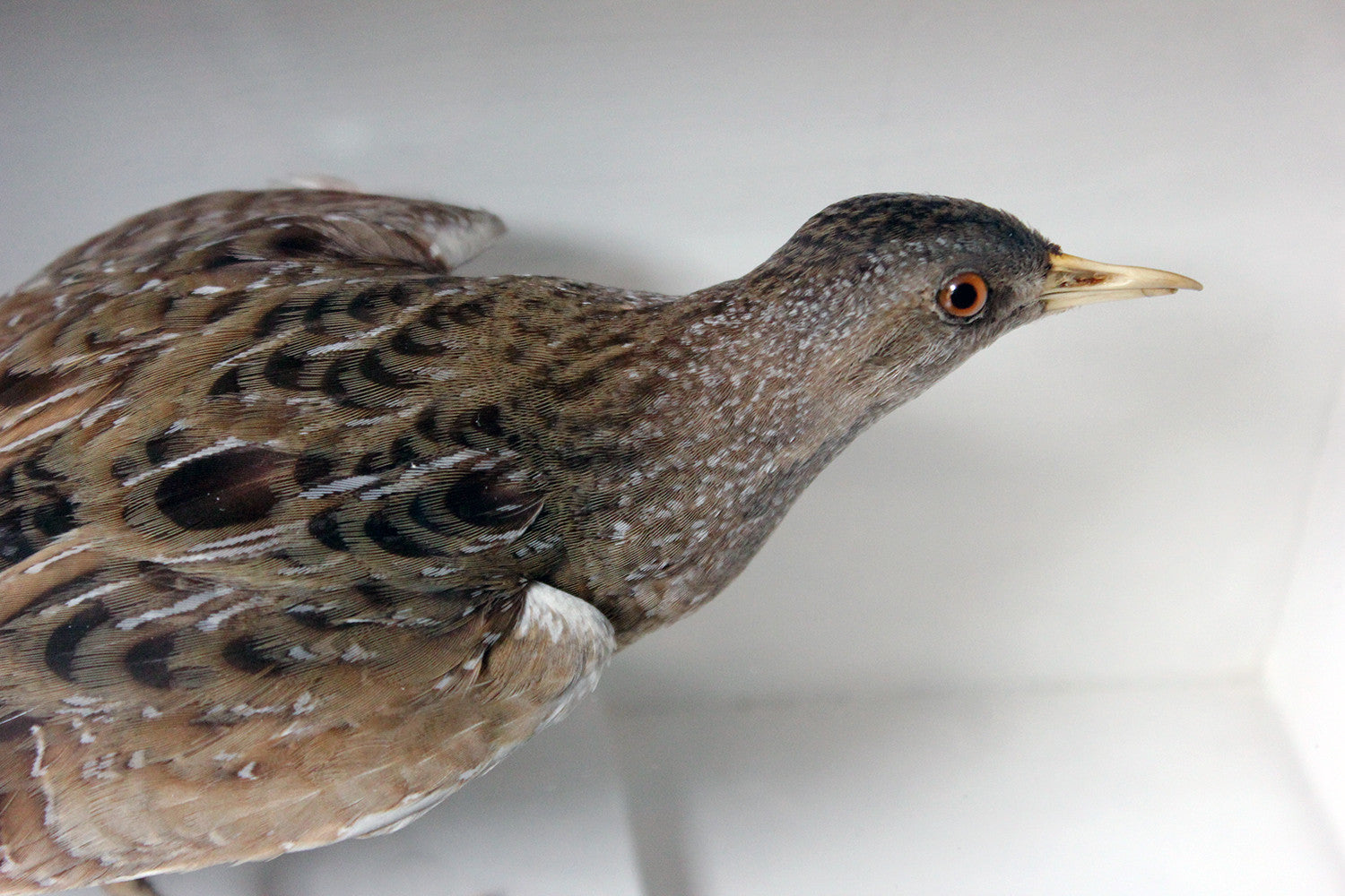 A Fine Museum Cased Taxidermy Spotted Crake c.1865-85, attributed to Robert Duncan of Newcastle Upon Tyne