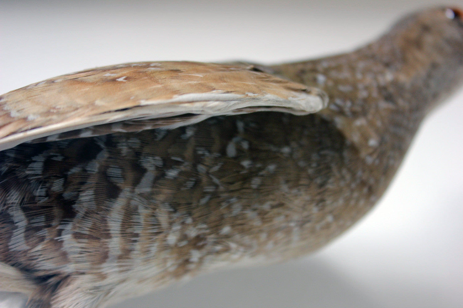 A Fine Museum Cased Taxidermy Spotted Crake c.1865-85, attributed to Robert Duncan of Newcastle Upon Tyne