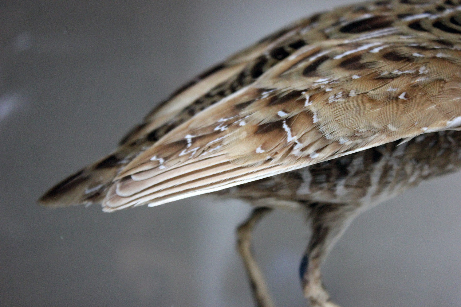 A Fine Museum Cased Taxidermy Spotted Crake c.1865-85, attributed to Robert Duncan of Newcastle Upon Tyne