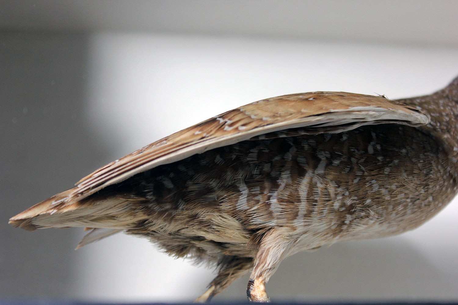 A Fine Museum Cased Taxidermy Spotted Crake c.1865-85, attributed to Robert Duncan of Newcastle Upon Tyne