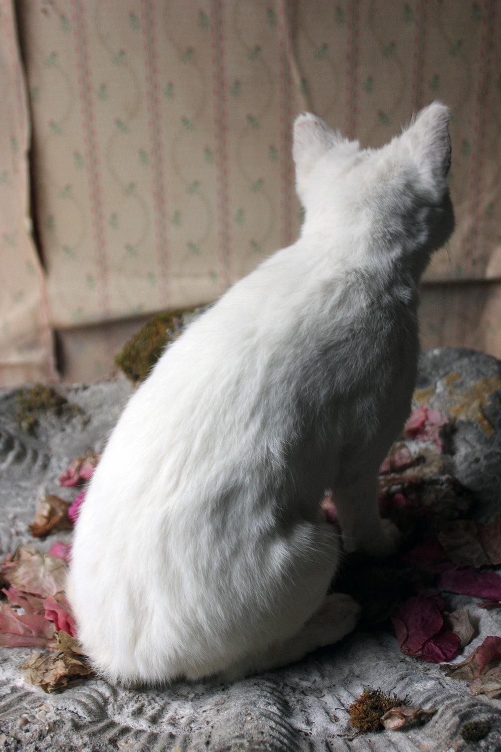 A 21stC Taxidermy Domestic Cat