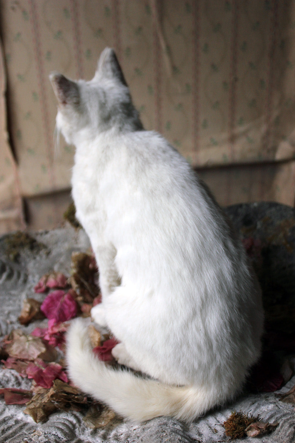 A 21stC Taxidermy Domestic Cat