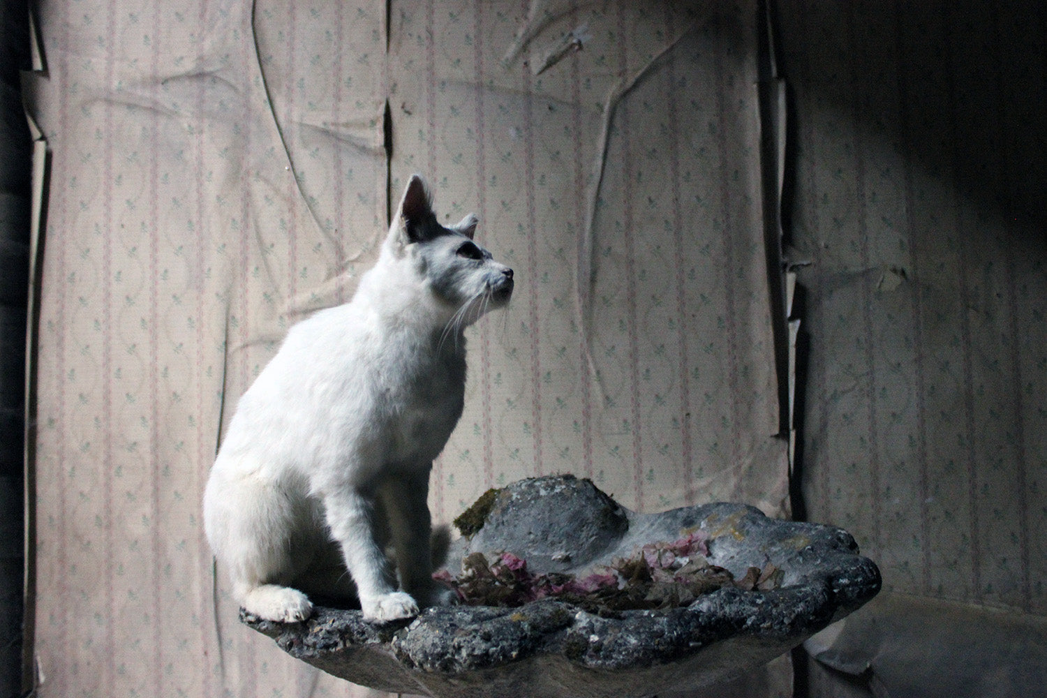 A 21stC Taxidermy Domestic Cat
