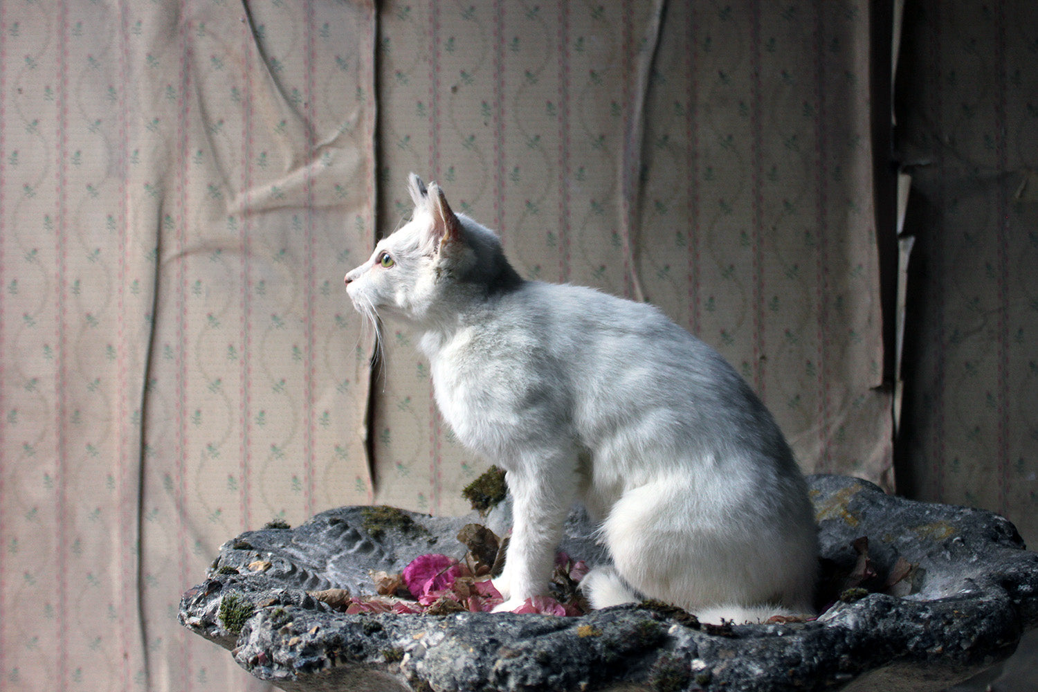 A 21stC Taxidermy Domestic Cat