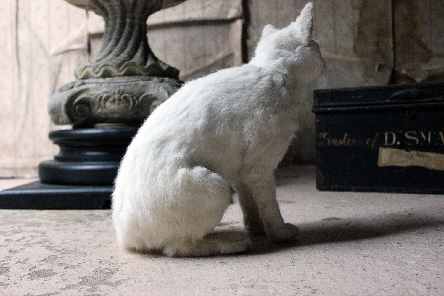 A 21stC Taxidermy Domestic Cat