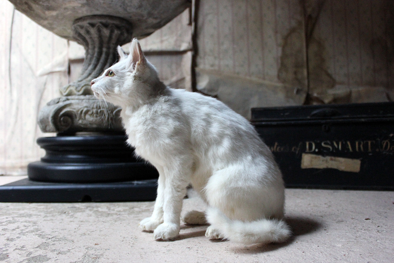 A 21stC Taxidermy Domestic Cat