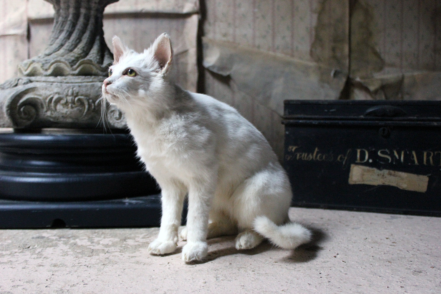 A 21stC Taxidermy Domestic Cat
