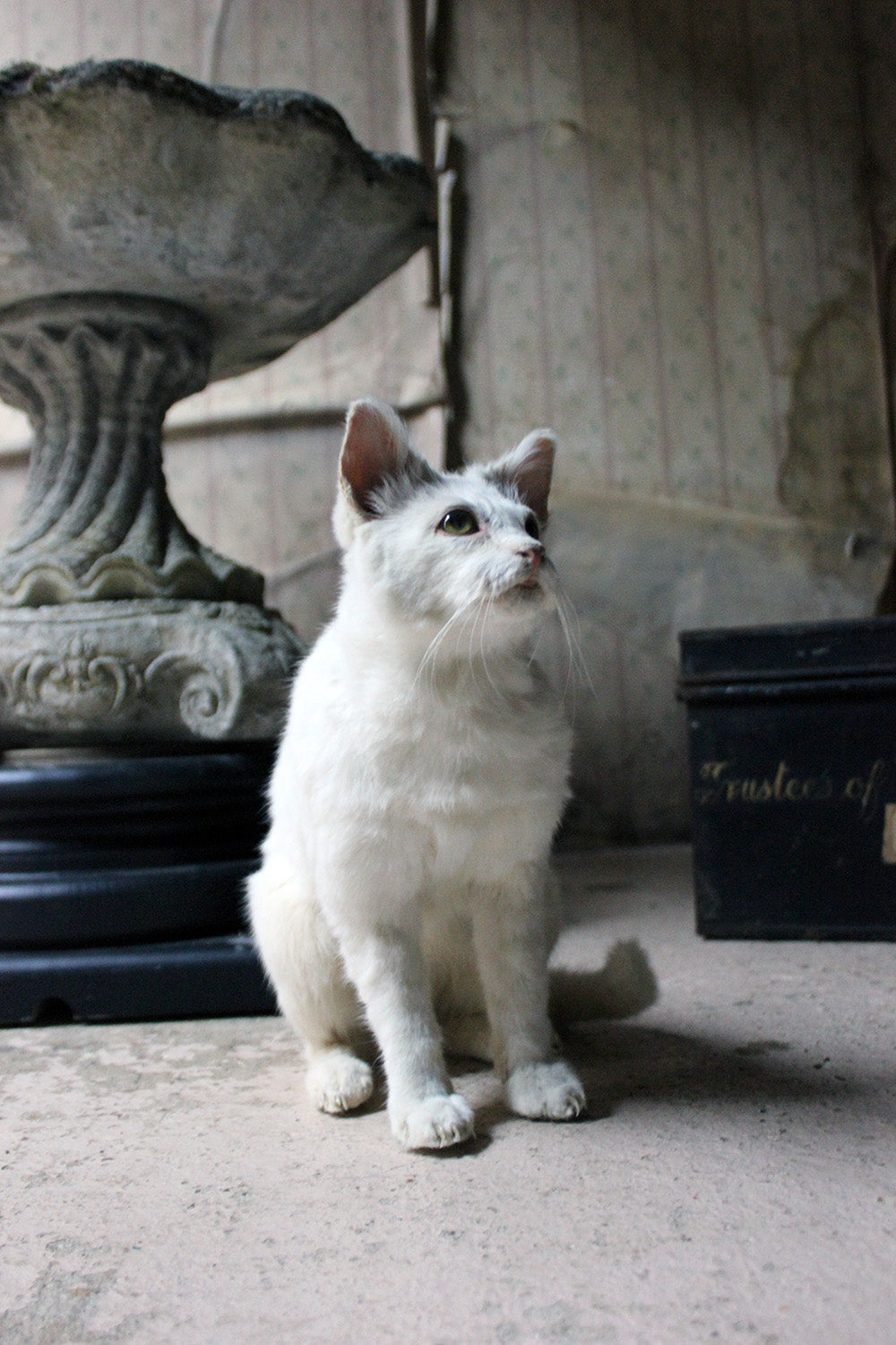 A 21stC Taxidermy Domestic Cat