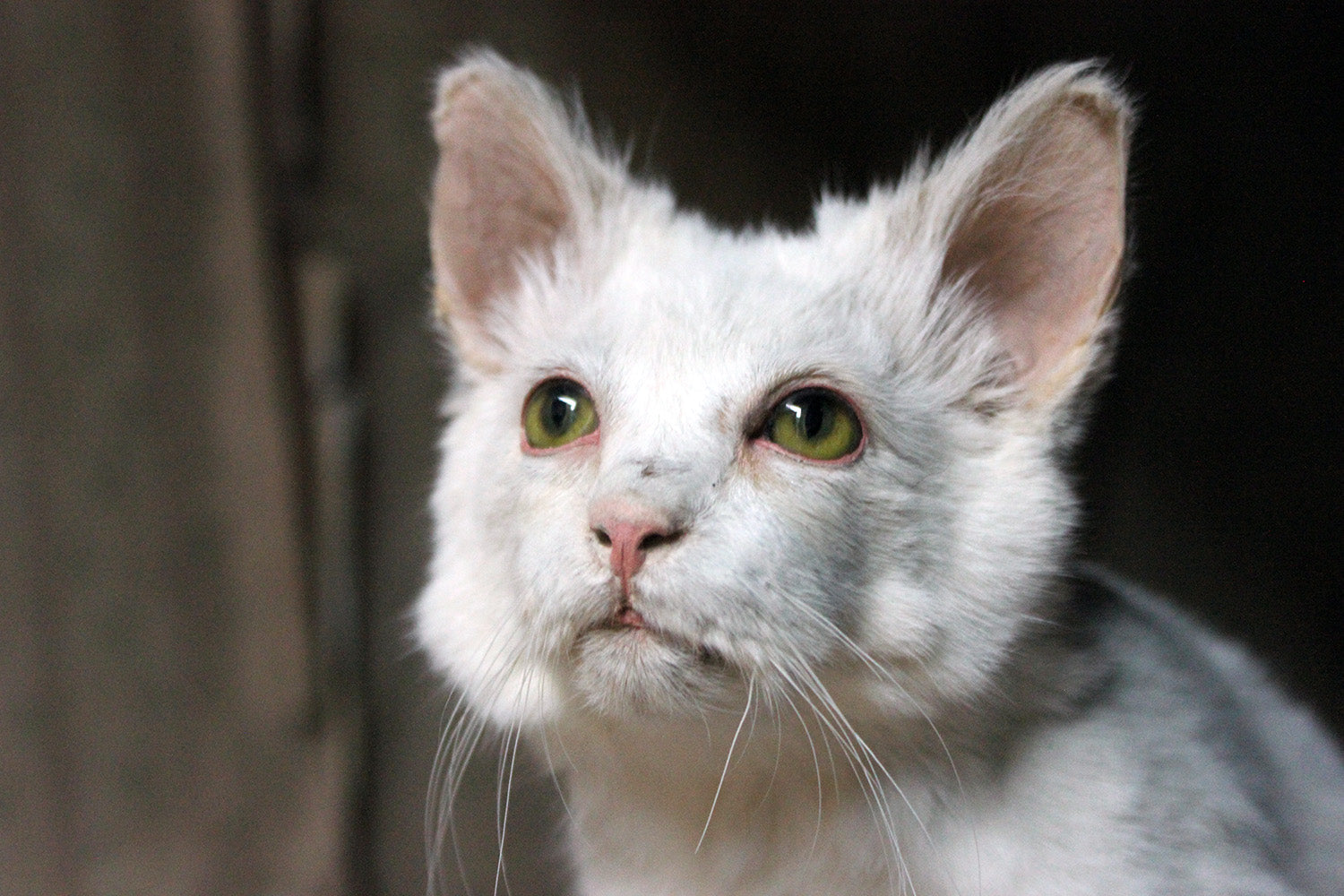 A 21stC Taxidermy Domestic Cat