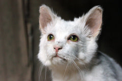 A 21stC Taxidermy Domestic Cat