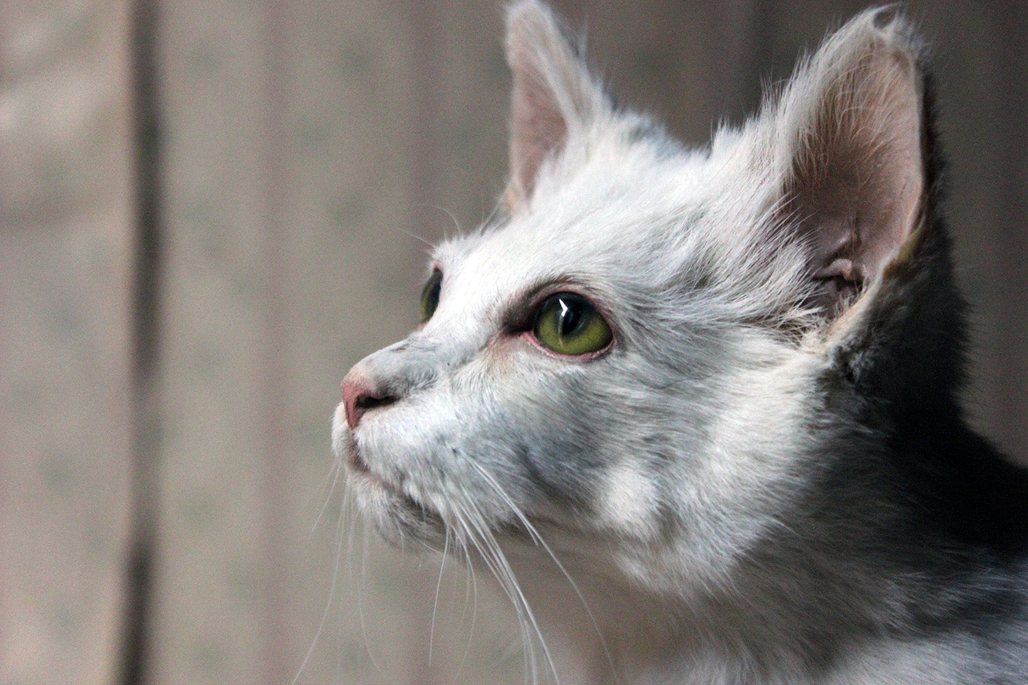 A 21stC Taxidermy Domestic Cat