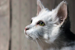 A 21stC Taxidermy Domestic Cat