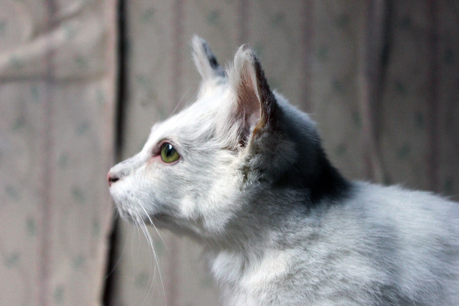 A 21stC Taxidermy Domestic Cat