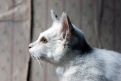 A 21stC Taxidermy Domestic Cat