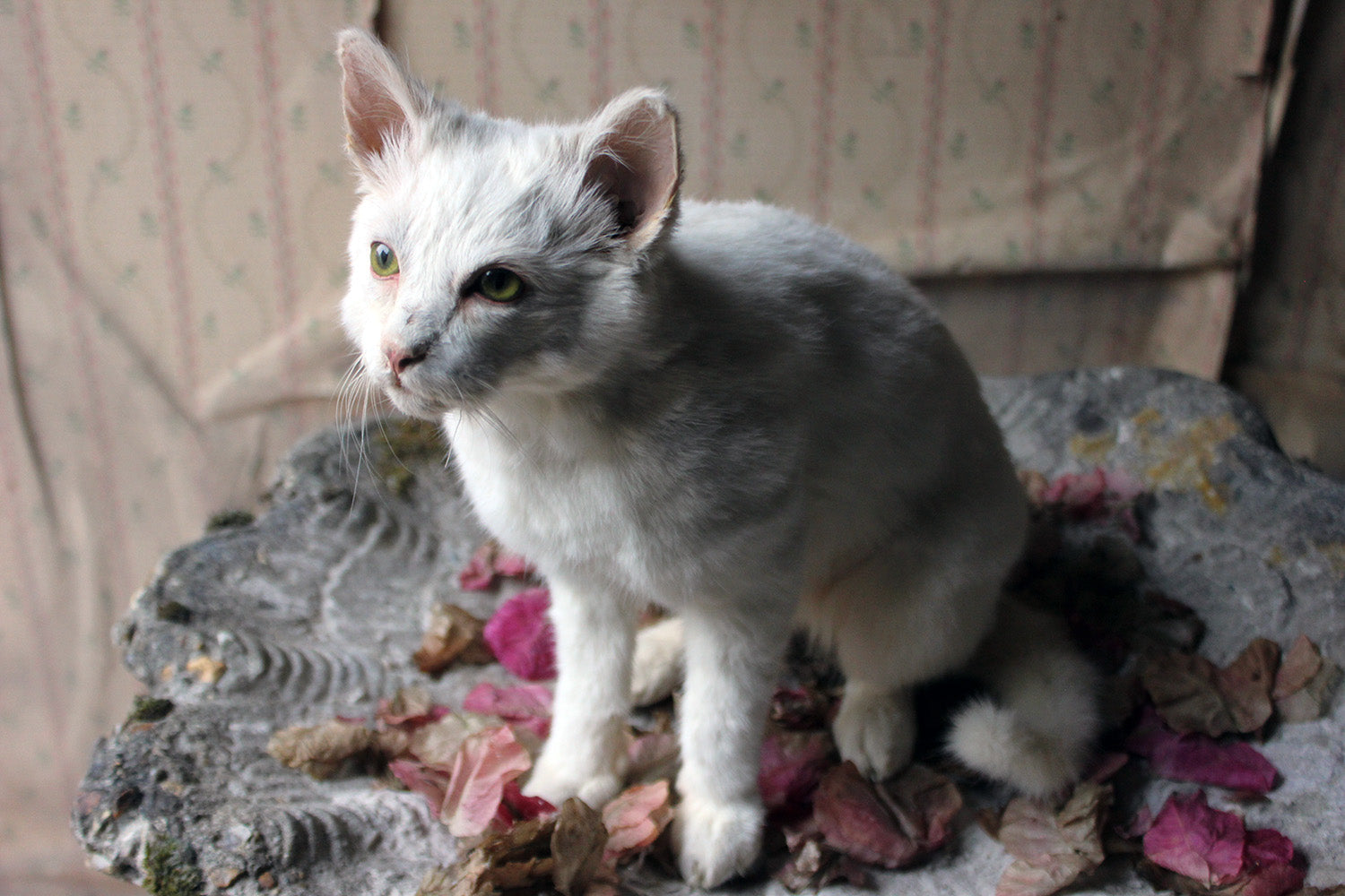 A 21stC Taxidermy Domestic Cat
