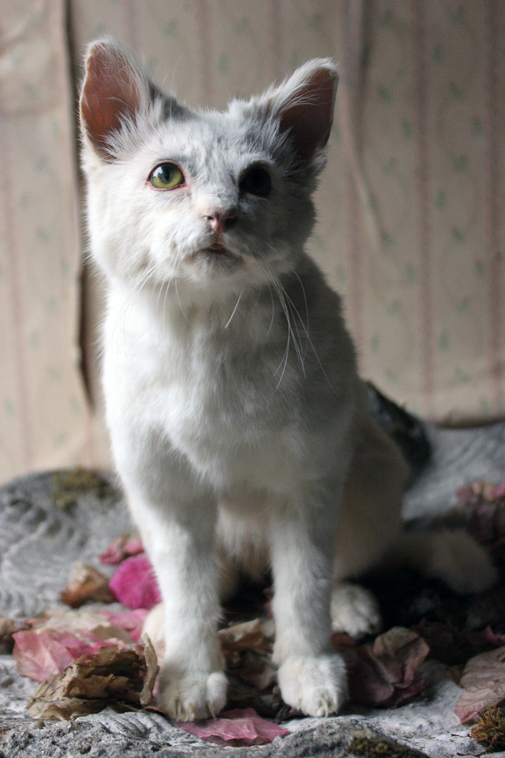 A 21stC Taxidermy Domestic Cat