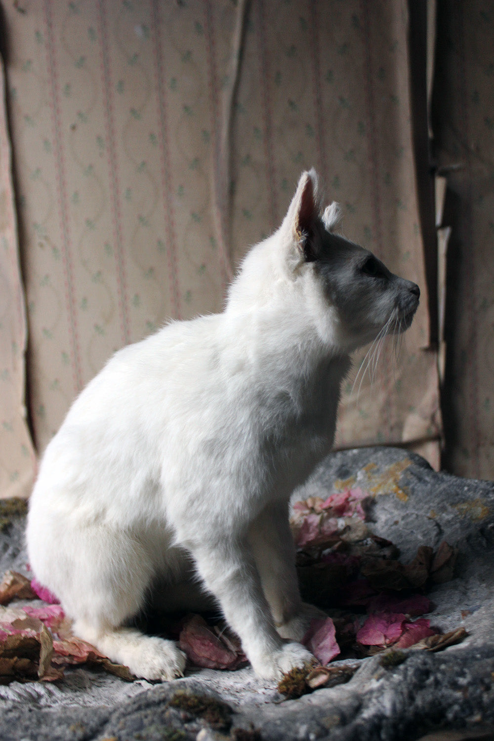 A 21stC Taxidermy Domestic Cat
