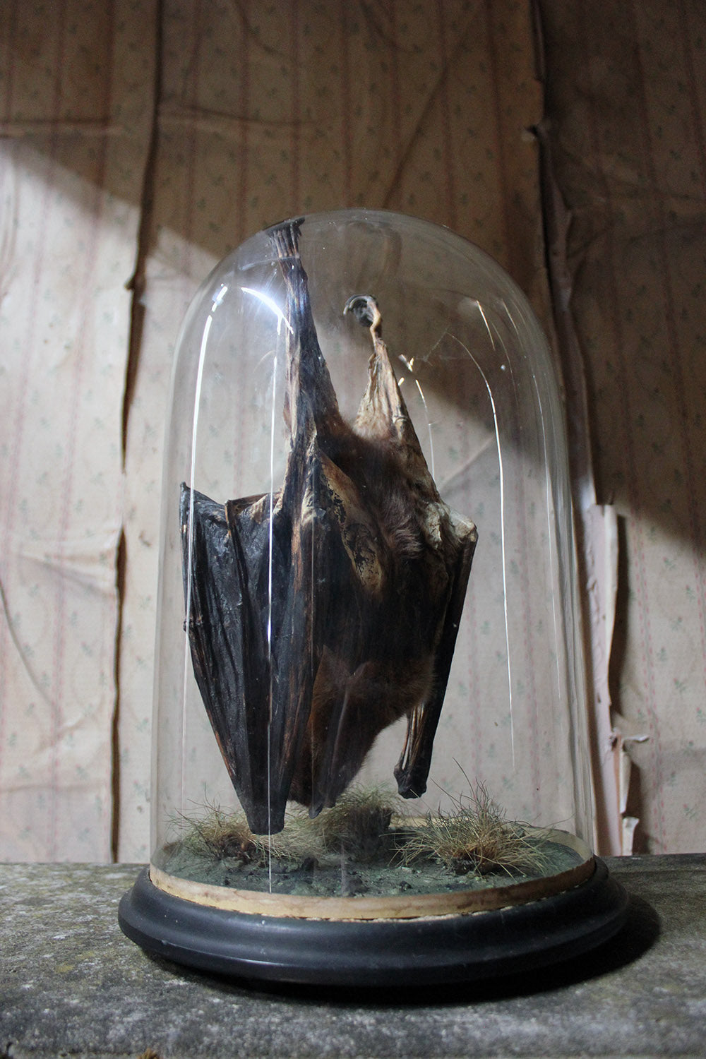 A Good c.1900 Dome Cased Taxidermy Fruit Bat
